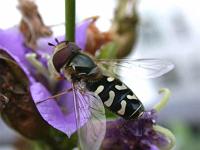 Blasenkoepfige Schwebfliege, Halbmond 01